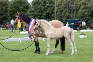 PSB Fohlenchampionat Sieger 16