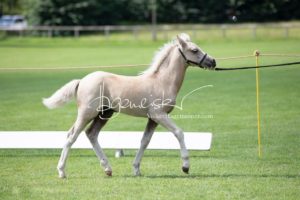 PSB Fohlenchampionat Sieger 17