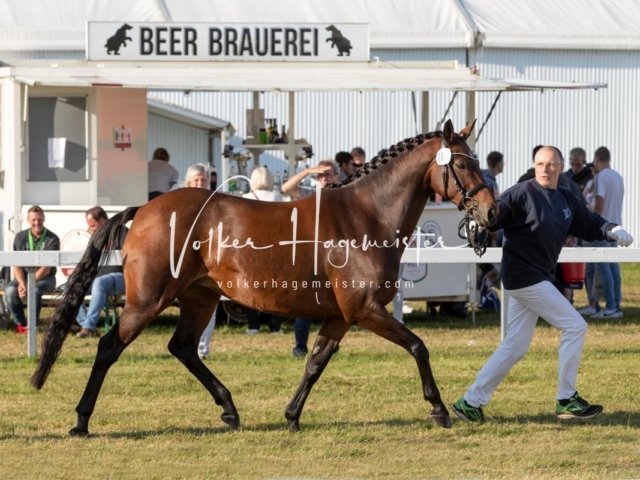 NORLA Sieger 2021 11