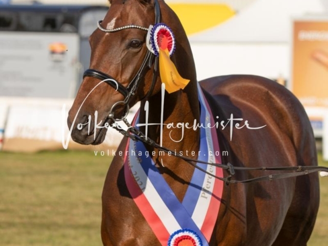 NORLA Sieger 2021 17