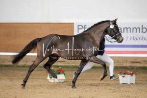 PSB Körung Samstag 1