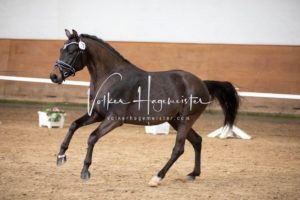 PSB Körung Samstag 2