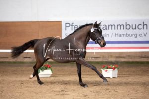 PSB Körung Samstag 3