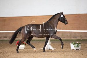 PSB Körung Samstag 4