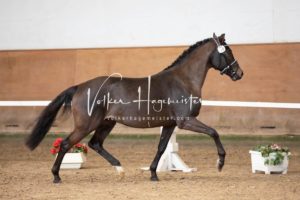 PSB Körung Samstag 5