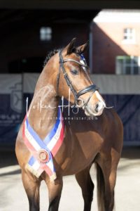 PSB Körung Samstag 6