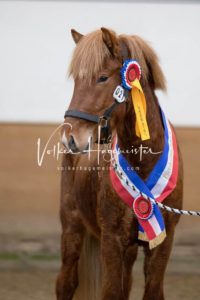 PSB Körung Sonntag 1