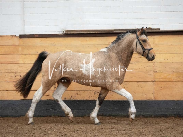 PSB Nachkörung Heide 3