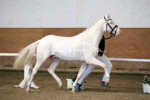 PSB Körung Samstag 7