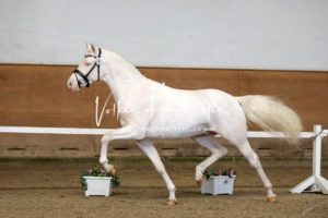 PSB Körung Samstag 9