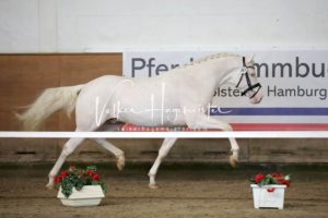 PSB Körung Samstag 11