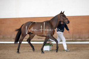 PSB Körung Sonntag 3