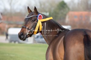 PSB Körung Sonntag 6