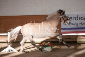 PSB Körung Samstag 12