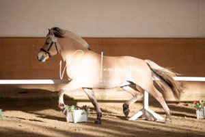 PSB Körung Samstag 13