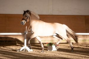 PSB Körung Samstag 14