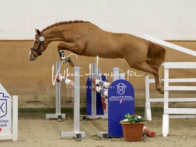 PSB Körung Freitag 16