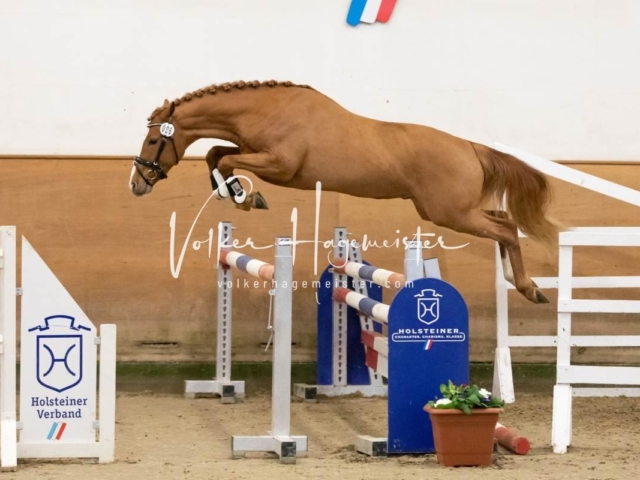 PSB Körung Freitag 18