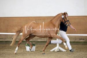 PSB Körung Samstag 16