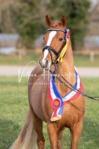 PSB Körung Samstag 18