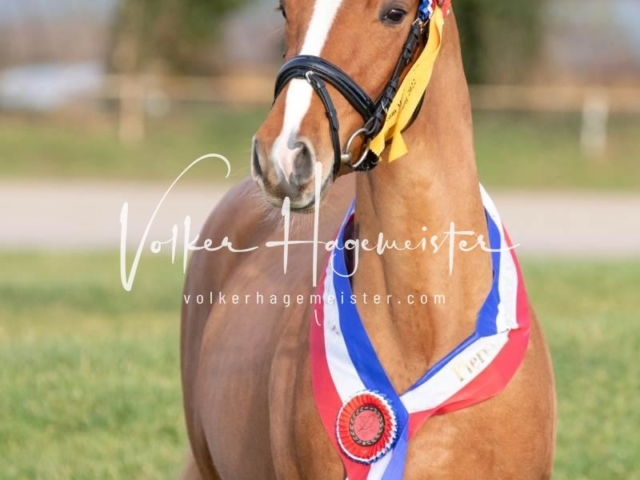 PSB Sieger und Impressionen 14