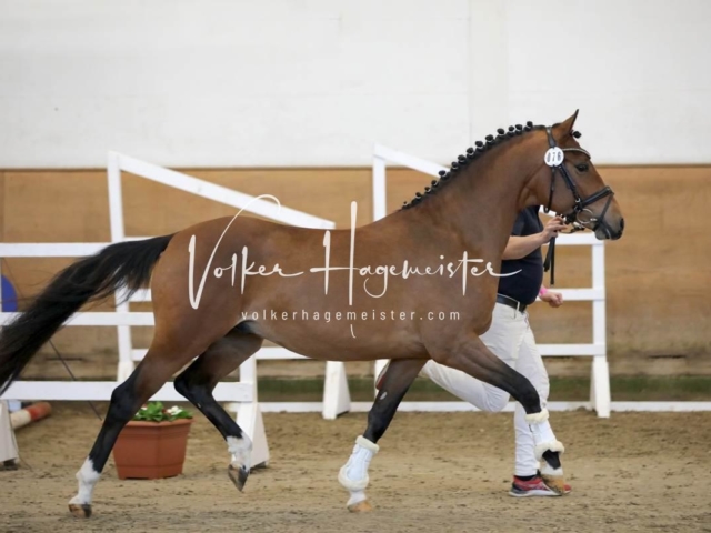 PSB Körung Freitag 20