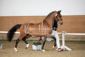 PSB Körung Samstag 19