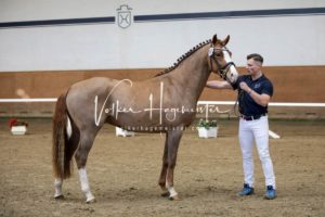 PSB Körung Samstag 20