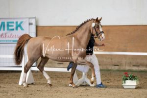 PSB Körung Samstag 21