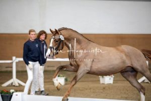 PSB Körung Samstag 22