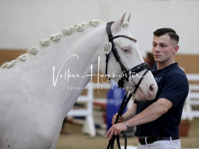 PSB Körung Freitag 27