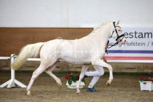 PSB Körung Samstag 23