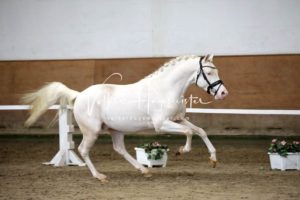 PSB Körung Samstag 25