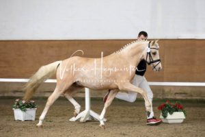 PSB Körung Samstag 26