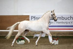 PSB Körung Samstag 27