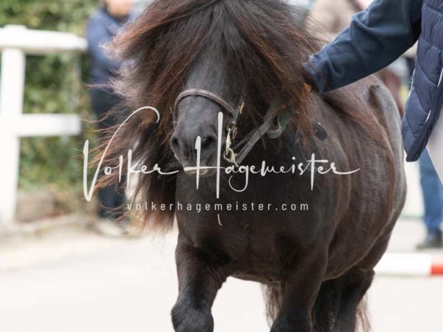 PSB Nachkörung Heide 12