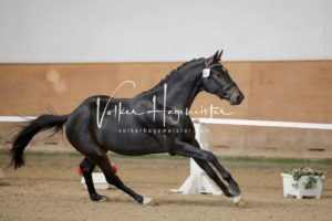 PSB Körung Samstag 28