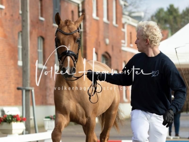 PSB Körung Freitag 2