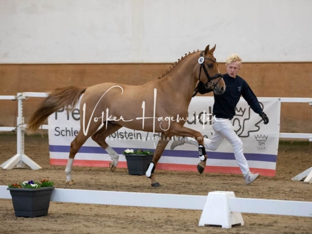 PSB Körung Freitag 3