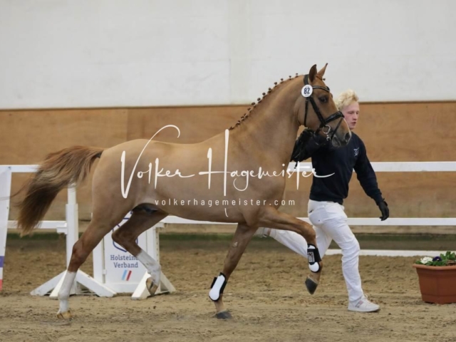 PSB Körung Freitag 4