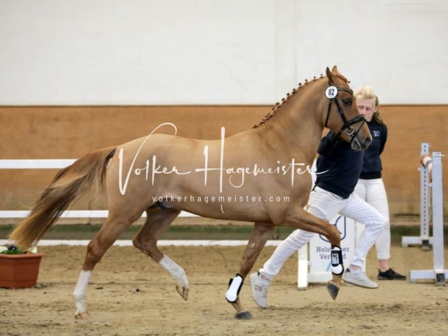 PSB Körung Freitag 5