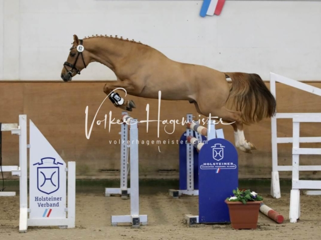 PSB Körung Freitag 6