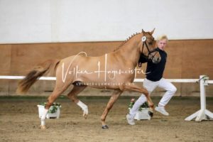 PSB Körung Samstag 29