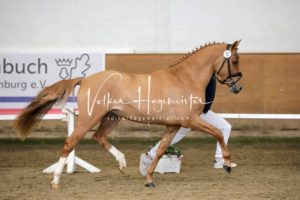 PSB Körung Samstag 30