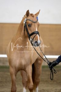 PSB Körung Samstag 1