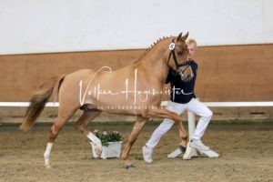 PSB Körung Samstag 2