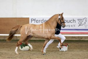 PSB Körung Samstag 3