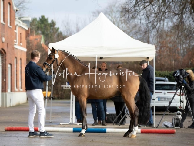 PSB Körung Freitag 7