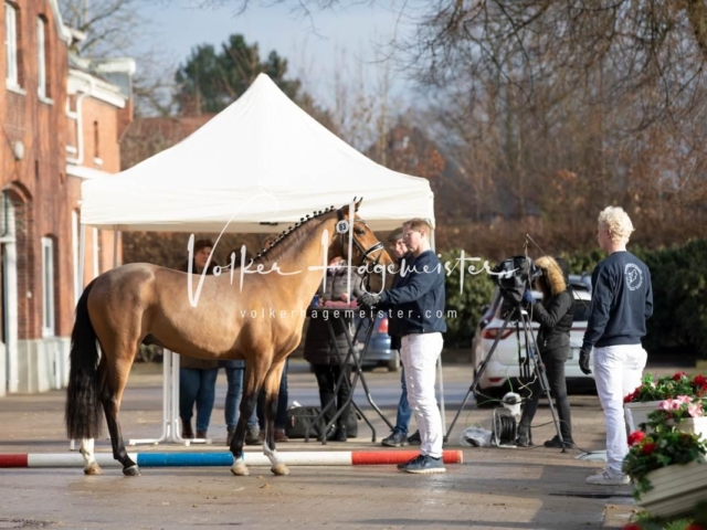 PSB Körung Freitag 8
