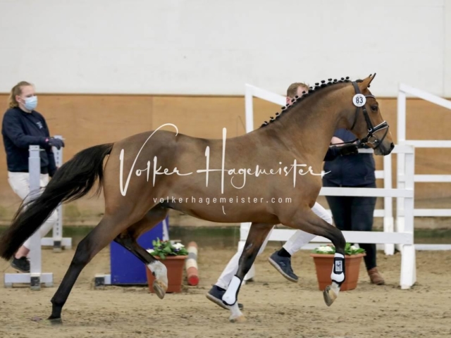 PSB Körung Freitag 9